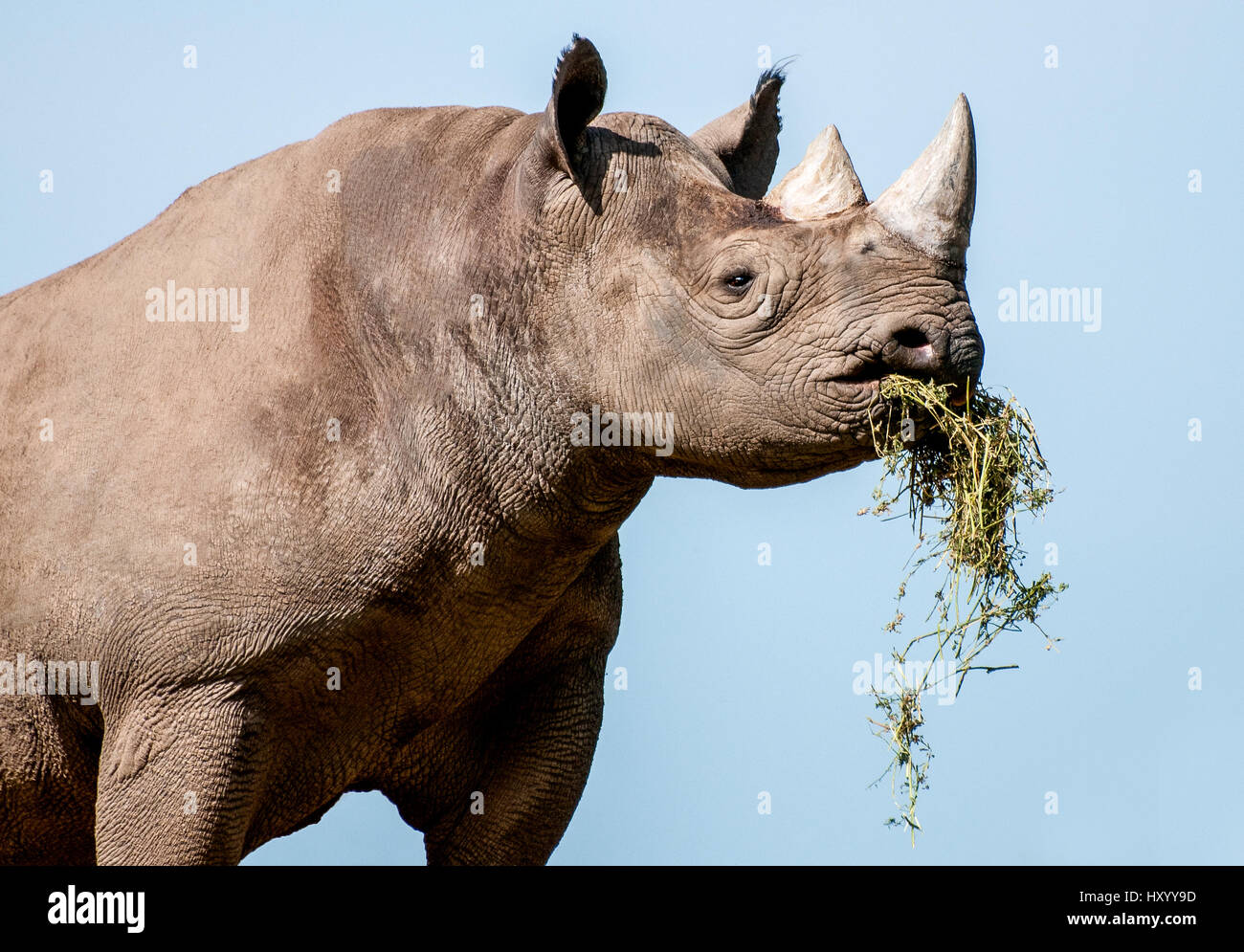 Rhinoceros mangiare Foto Stock