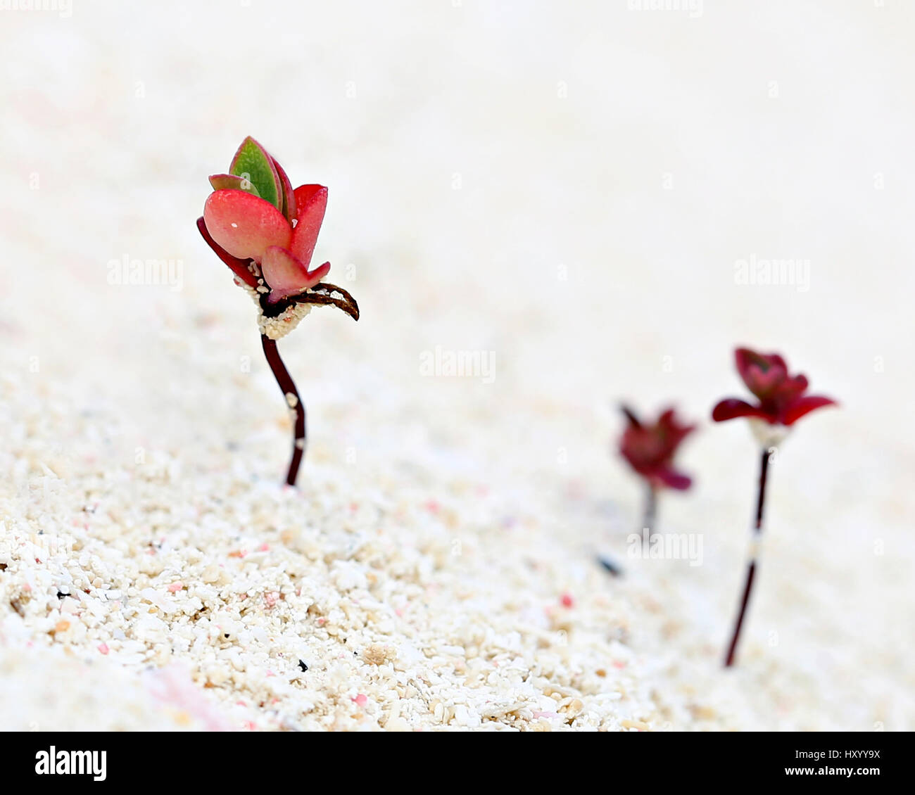 Extreme close up di minuscoli rosso piantine succulenti emergente dalla sabbia su una spiaggia vicino a Tulum, Messico Foto Stock