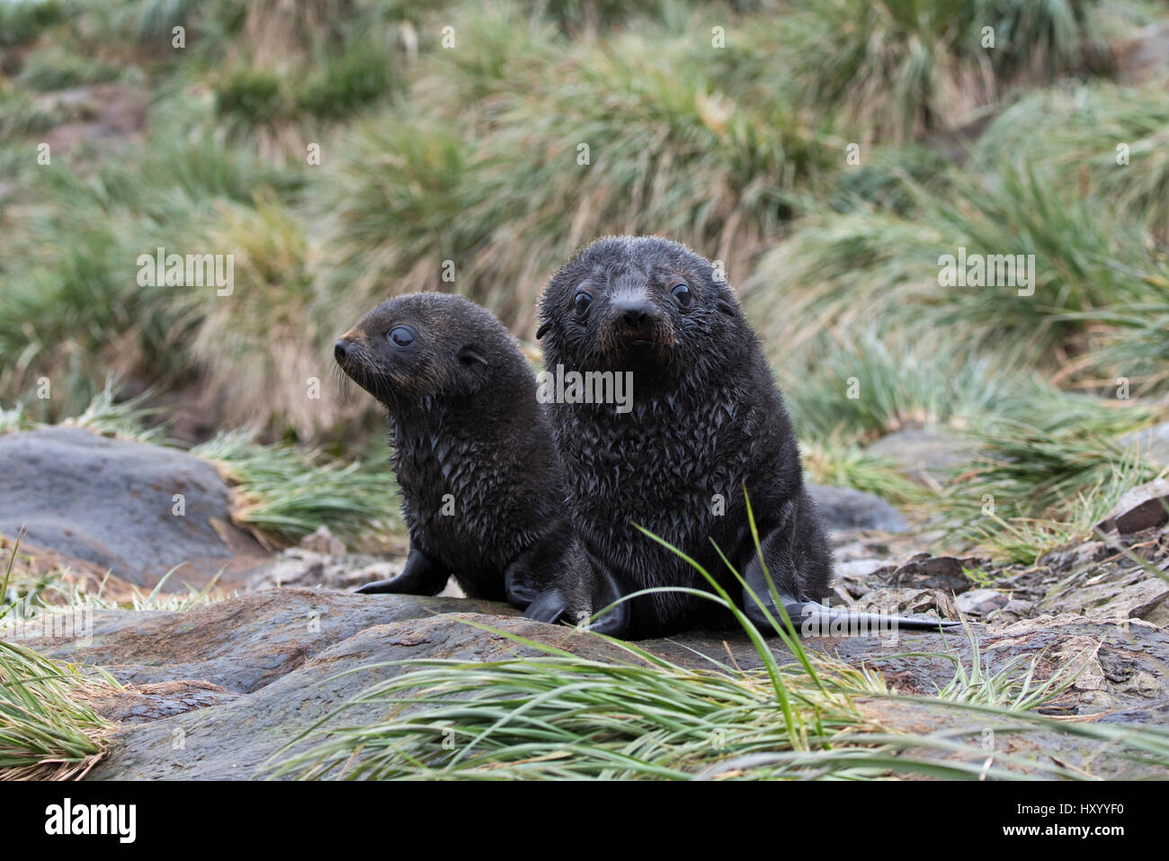 Antartico pelliccia sigillo (Arctocephalus gazella) cuccioli in Albatross, Isola Georgia del Sud. Gennaio. Foto Stock