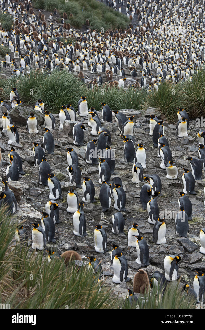Pinguino reale (Aptenodytes patagonicus) Colonia. Salisbury Plain, Georgia del Sud. Gennaio. Foto Stock