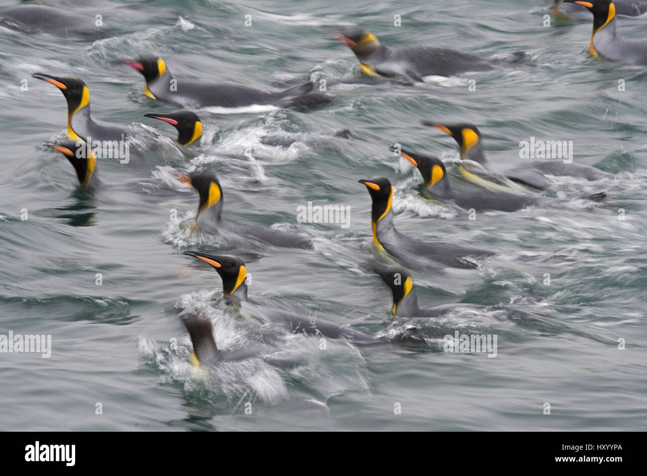 Re pinguini (Aptenodytes patagonicus) nuotare vicino a destra della Baia della Balena, Georgia del Sud. Gennaio 2015. Foto Stock