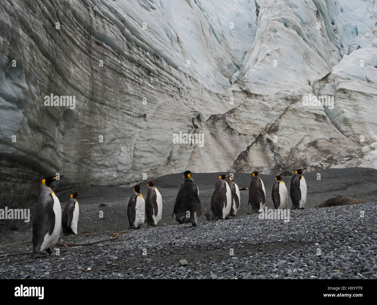 Re pinguini (Aptenodytes patagonicus) al di sotto del ghiacciaio Schrader, Georgia del Sud. Gennaio 2015. Foto Stock
