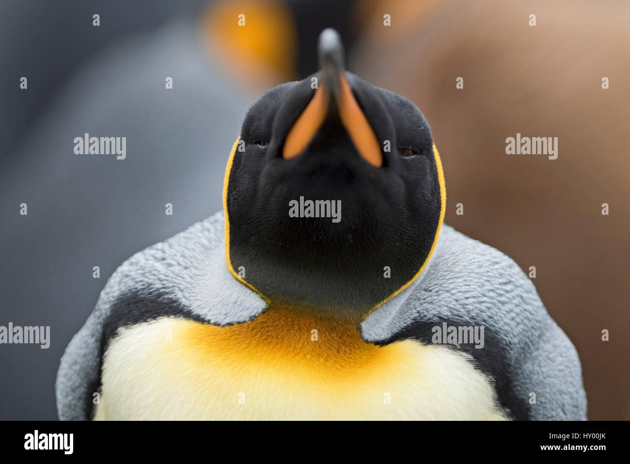 Testa ritratto del re pinguini (Aptenodytes patagonicus) Holmestrand, Georgia del Sud. Gennaio. Foto Stock
