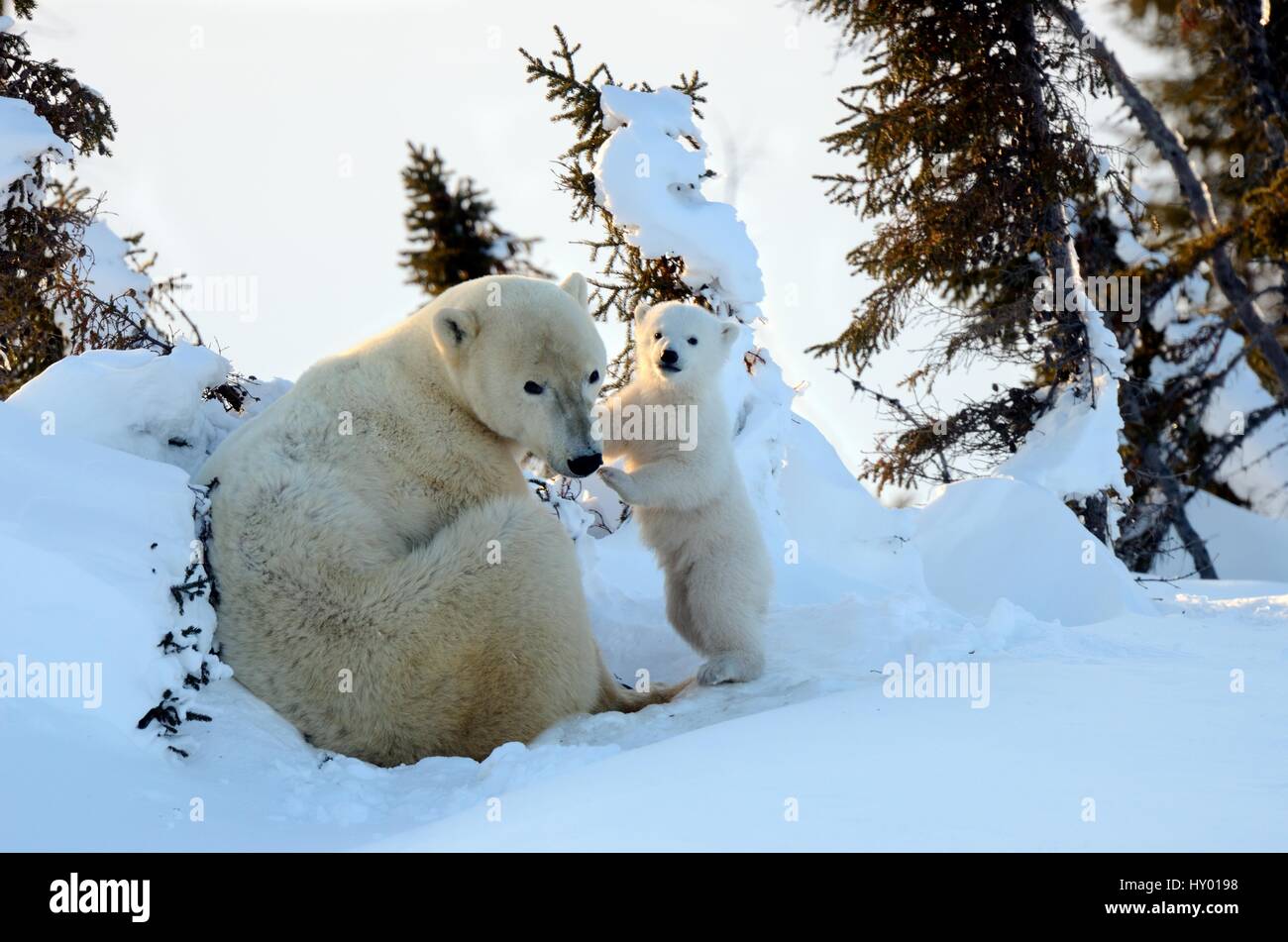 Orso polare (Ursus maritimus) madre con cub di età compresa tra i 3 mesi a den. Wapusk National Park, Churchill, Manitoba, Canada. Foto Stock