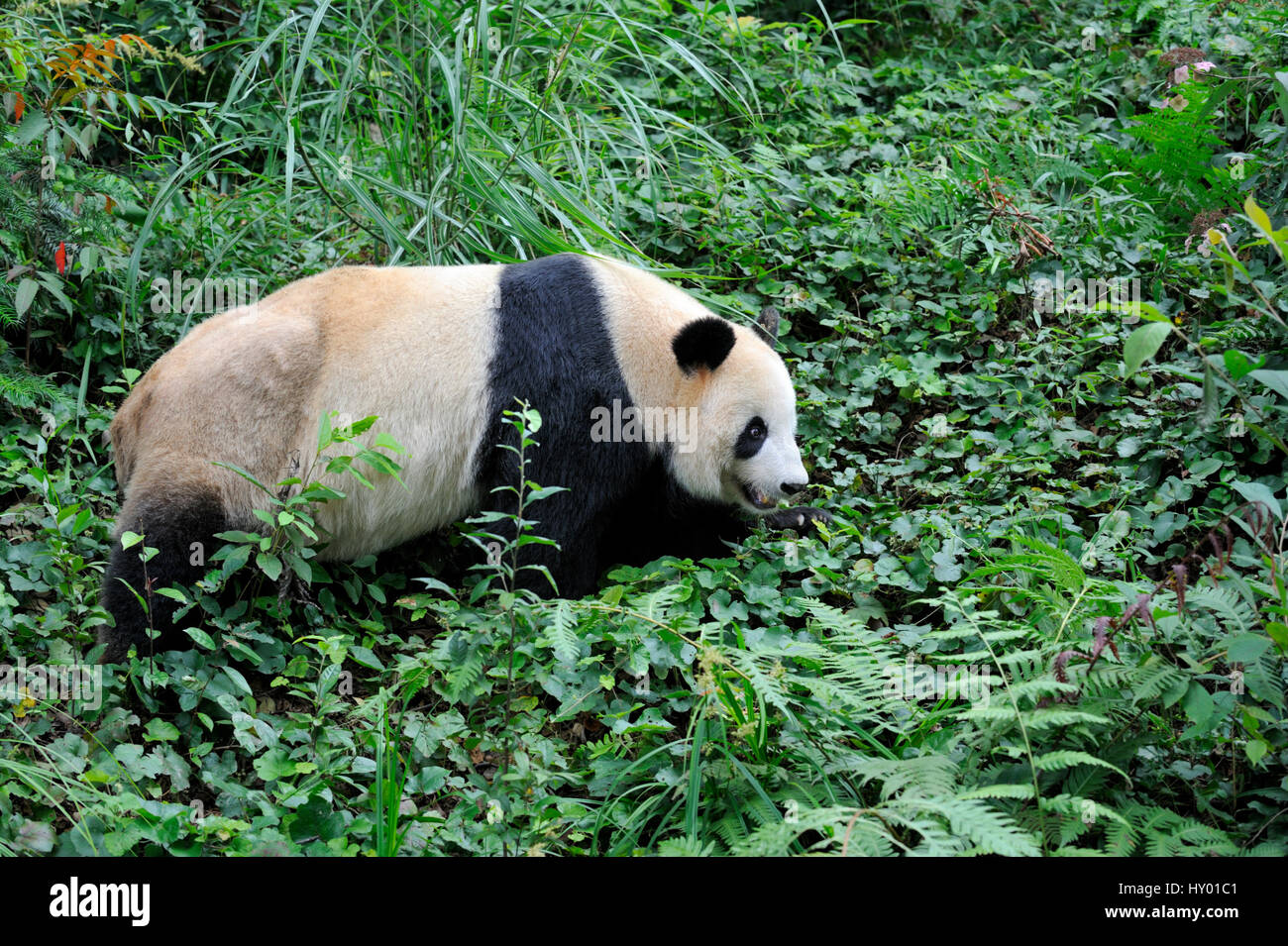 Panda gigante (Ailuropoda melanoleuca) in Bifengxia Panda Gigante allevamento e centro di conservazione, Yaan, Sichuan, in Cina. Foto Stock