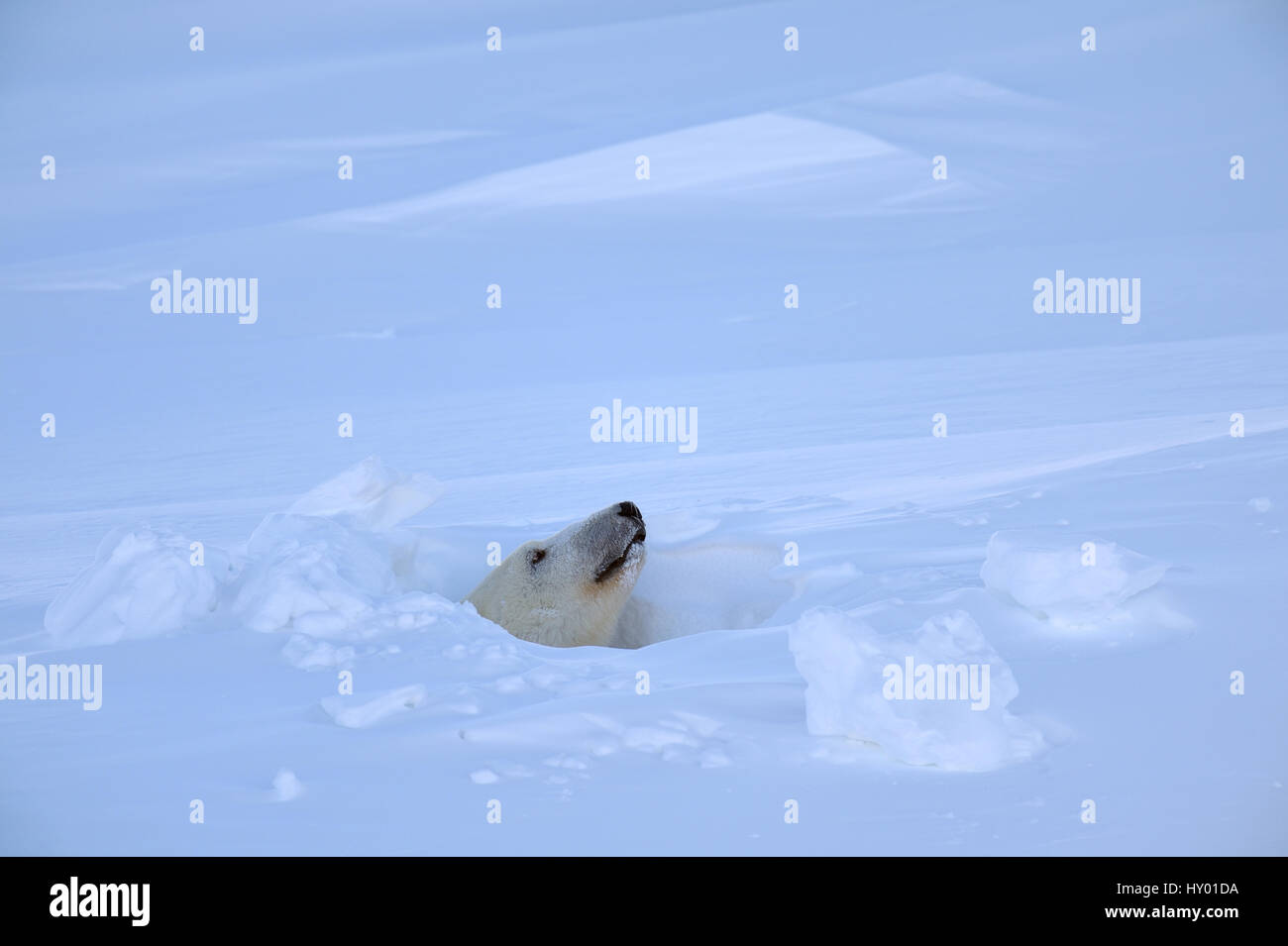 Orso polare (Ursus maritimus) femmina che spuntavano di den entrata. Wapusk National Park, Churchill, Manitoba, Canada. Marzo. Foto Stock