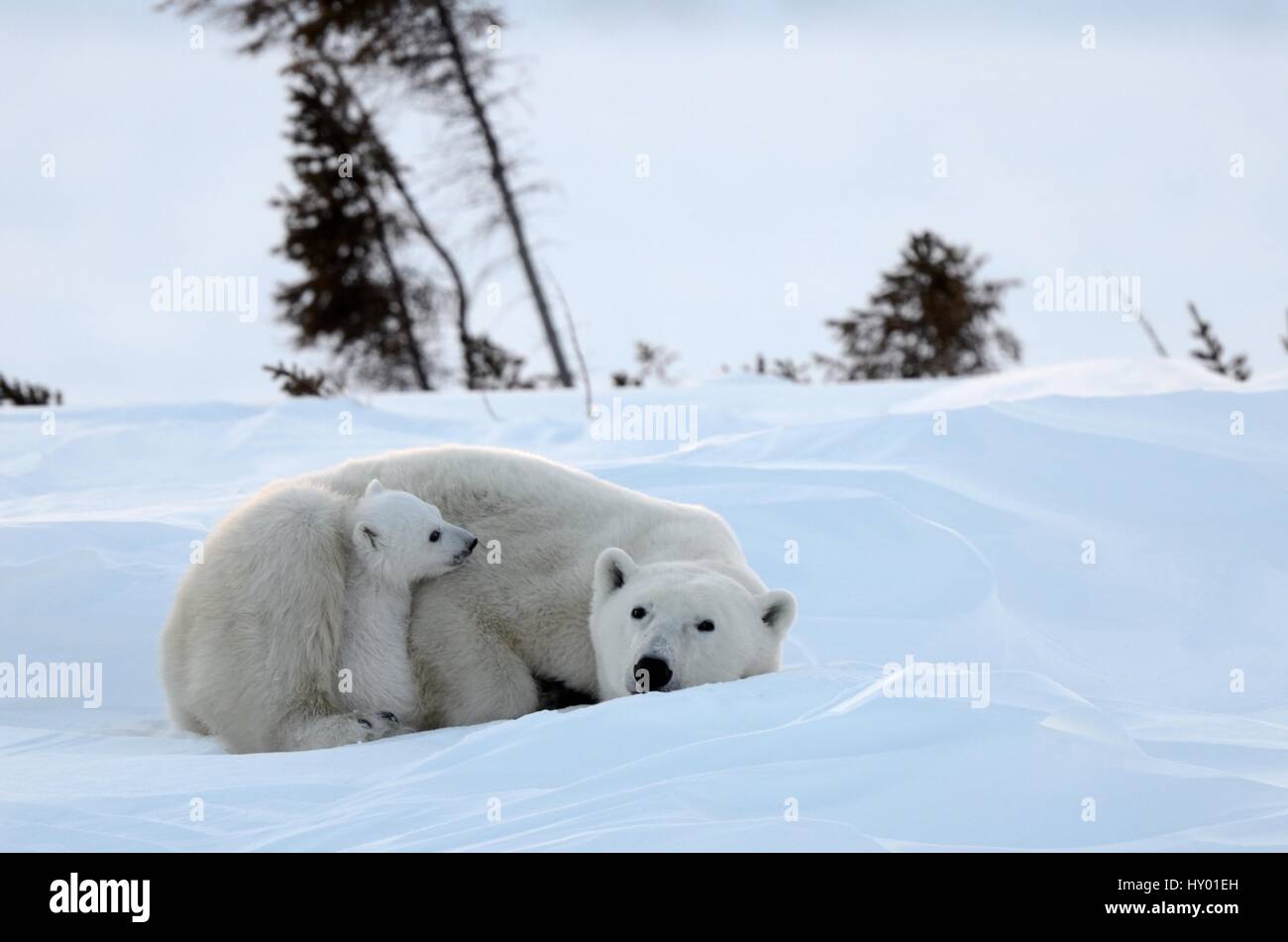 Orso polare (Ursus maritimus) madre con i cuccioli di età compresa tra i 3 mesi, in den. Wapusk National Park, Manitoba, Canada. Foto Stock