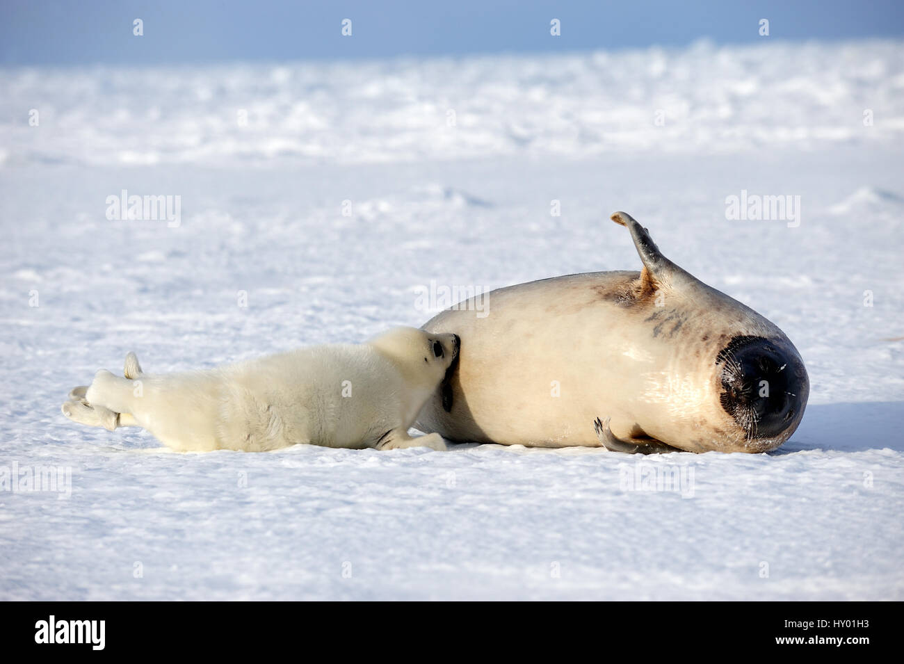 Arpa femmina seal (Phoca groenlandicus) con il lattante pup. Le isole della Maddalena, golfo di St Lawrence, Quebec, Canada. Foto Stock