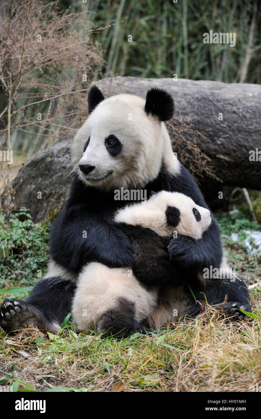 Panda gigante (Ailuropoda melanoleuca) madre e cub. Wolong Riserva Naturale, Wenchuan, nella provincia di Sichuan, in Cina. Captive. Foto Stock
