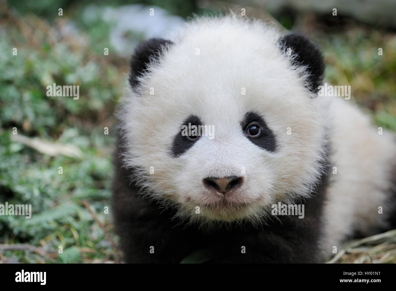 Ritratto di testa del panda gigante (Ailuropoda melanoleuca) cub di età compresa tra i 5 mesi. Wolong Riserva Naturale, Wenchuan, nella provincia di Sichuan, in Cina. Captive. Foto Stock