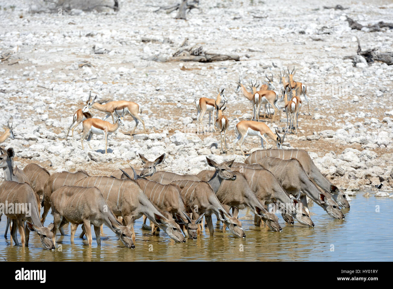 Maggiore kudu mandria (Tragelaphus strepsiceros) e Springbok (Antidorcas marsupialis) bevendo al waterhole nella stagione secca. Il Parco Nazionale di Etosha, Namibia, Africa. Ottobre. Foto Stock