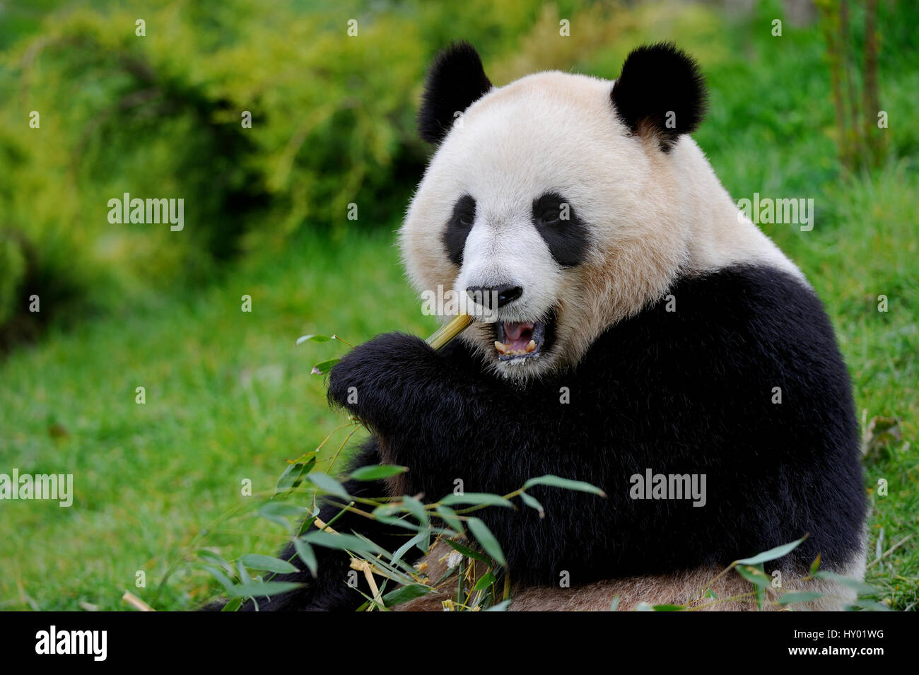 Panda gigante (Ailuropoda melanoleuca) mangiare bamboo.Beauval zoo, Francia. Foto Stock