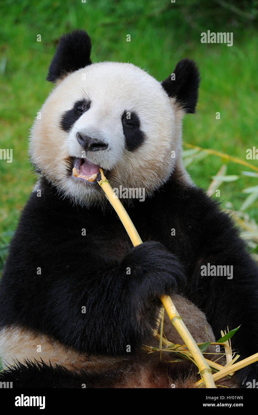 Panda gigante (Ailuropoda melanoleuca) mangiando bambù. Lo zoo di Beauval, Francia. Foto Stock