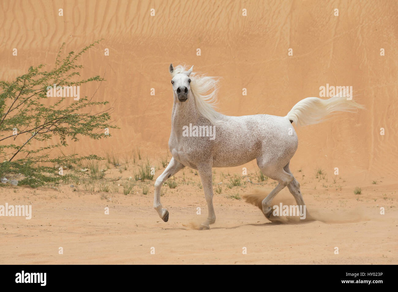 Grigio stallone Arabain trotto in dune del deserto vicino a Dubai, Emirati Arabi Uniti. Foto Stock