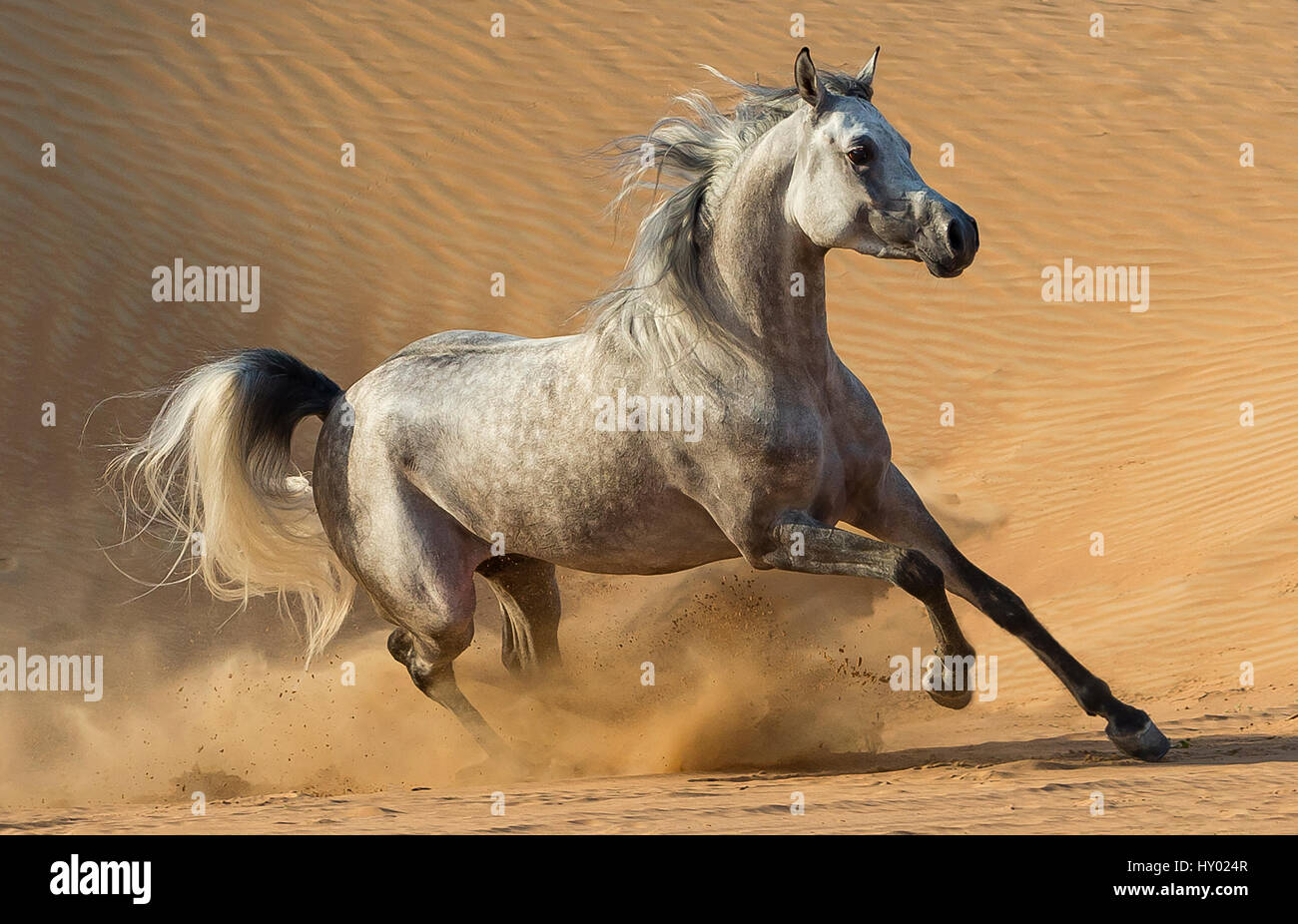 Colline punteggiano grigio stallone arabo in esecuzione in dune del deserto vicino a Dubai, Emirati Arabi Uniti. Foto Stock