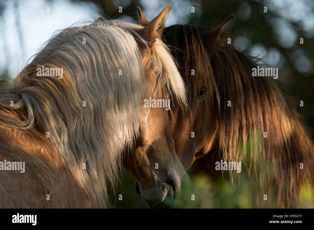 Due mustang selvatici stalloni incontro di alberi, Carrott Isola, South Carolina, Stati Uniti d'America. Foto Stock