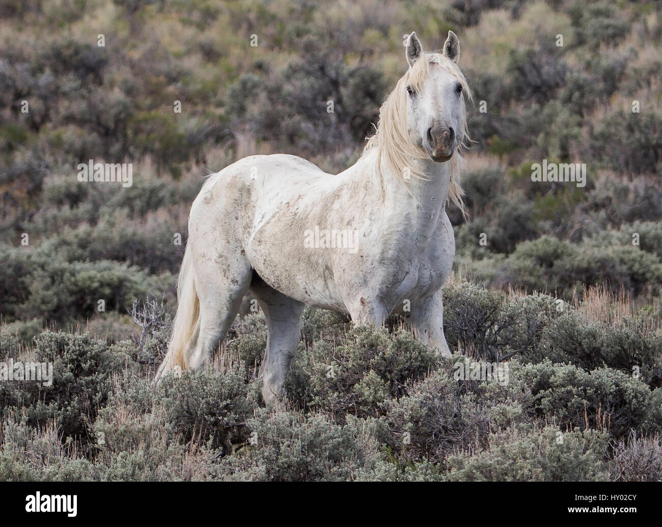 Vecchio stallone grigio in piedi da solo nella città di Adobe, Wyoming negli Stati Uniti. Maggio. Foto Stock