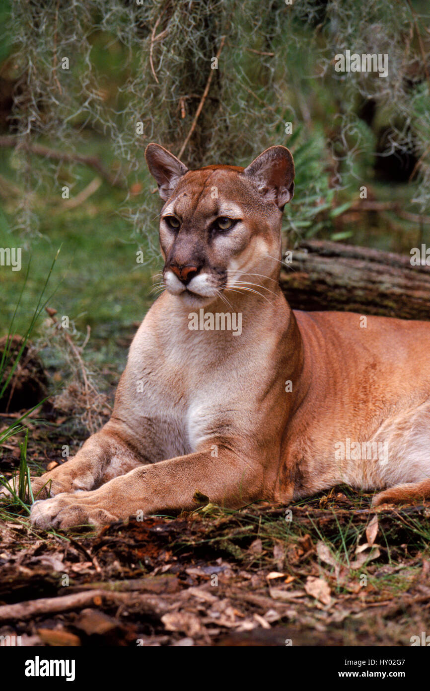 Puma / Florida panther (Puma concolor couguar), ritratto. Florida, Stati Uniti d'America. Foto Stock