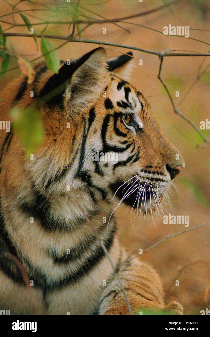 Giovane maschio tigre del Bengala, testa ritratto di profilo (Panthera tigris tigris). Bandhavgarh National Park, India. Foto Stock