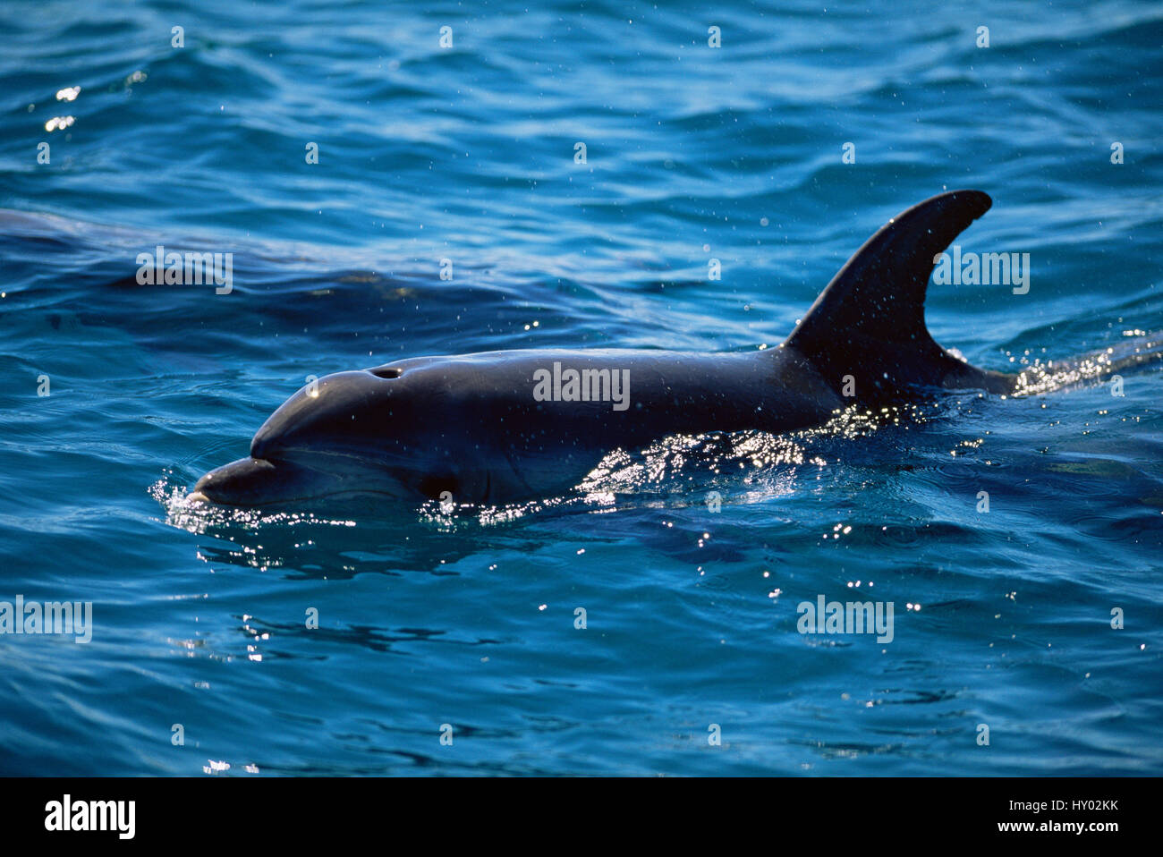 Dal naso a bottiglia dolphin (Tursiops truncatus) in corrispondenza della superficie, Australia. Foto Stock