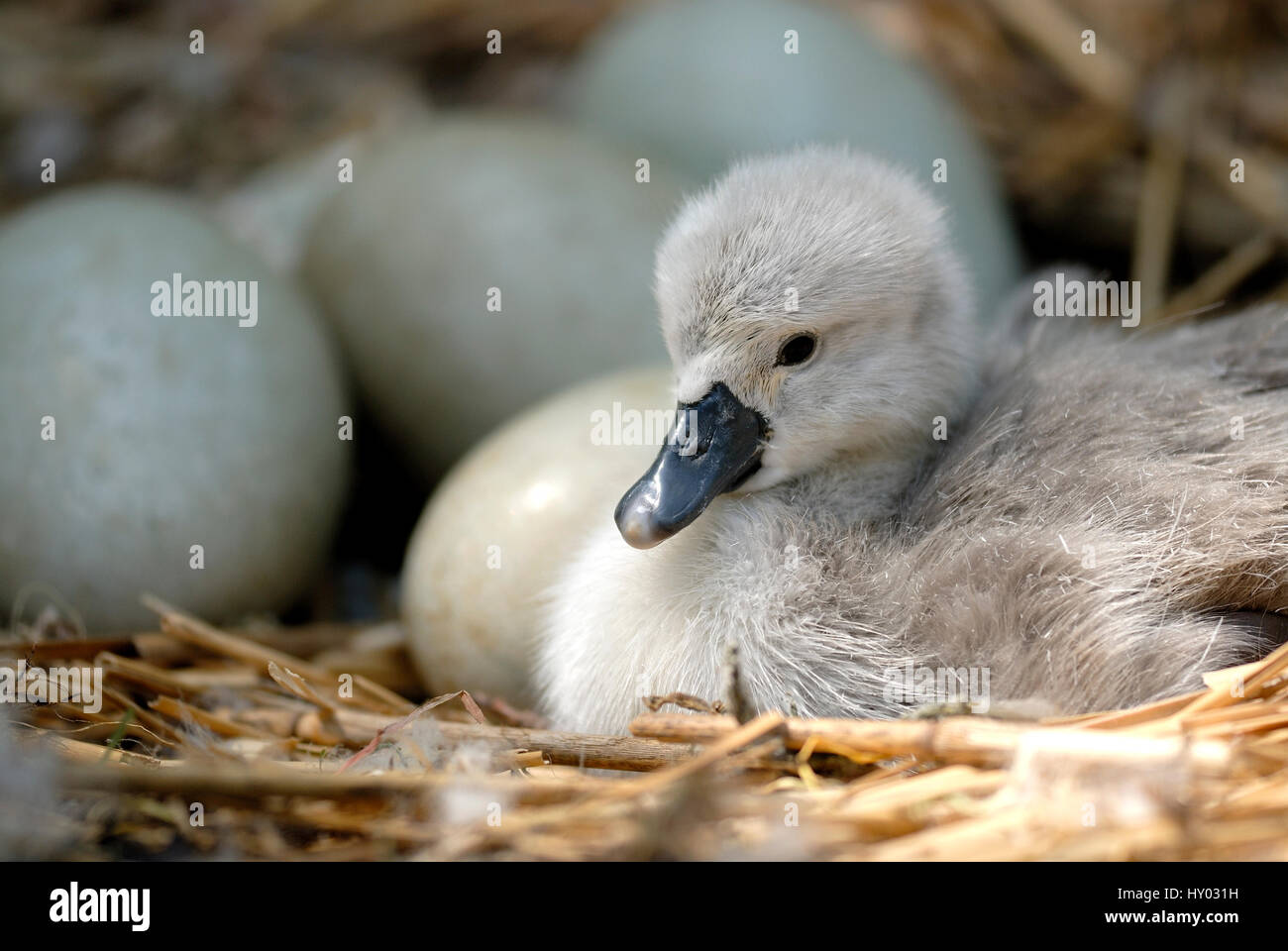 Cigno cygnet (Cygnus olor) nel nido con uova. Abbotsbury, Dorset, Regno Unito. Foto Stock