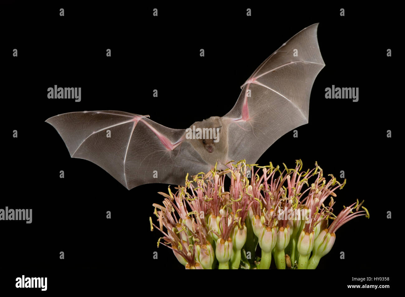 Minore a becco lungo (Bat Leptonycteris curasoae) volare di notte per alimentare il fiore di Agave Agave (sp). Tuscon, Arizona, Stati Uniti. Foto Stock
