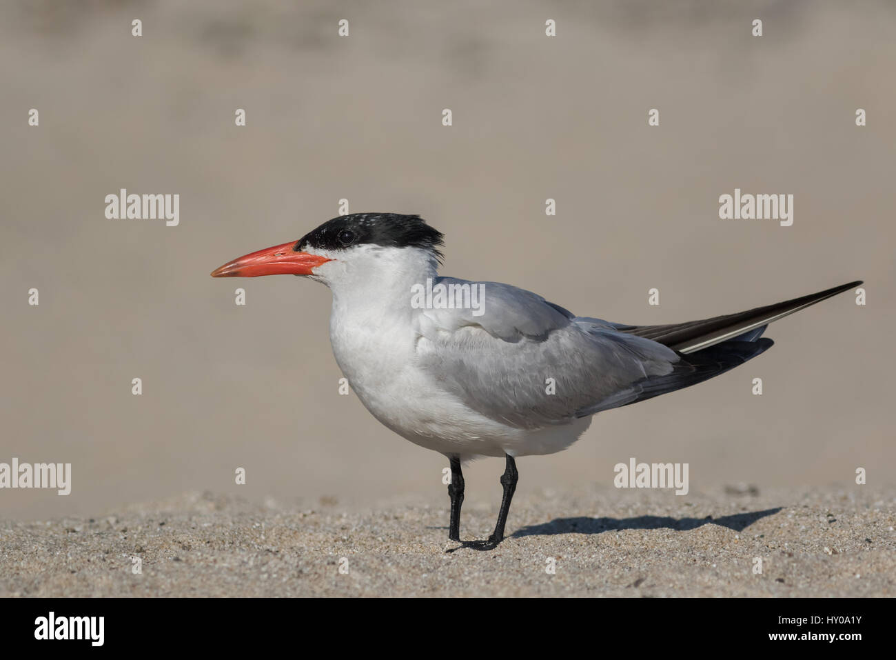 Un Caspian Tern poggia su una spiaggia della California dopo la caccia per i suoi giovani. Queste grandi dimensioni gabbiano terne sono rumorosi e colpendo in apparenza. Foto Stock