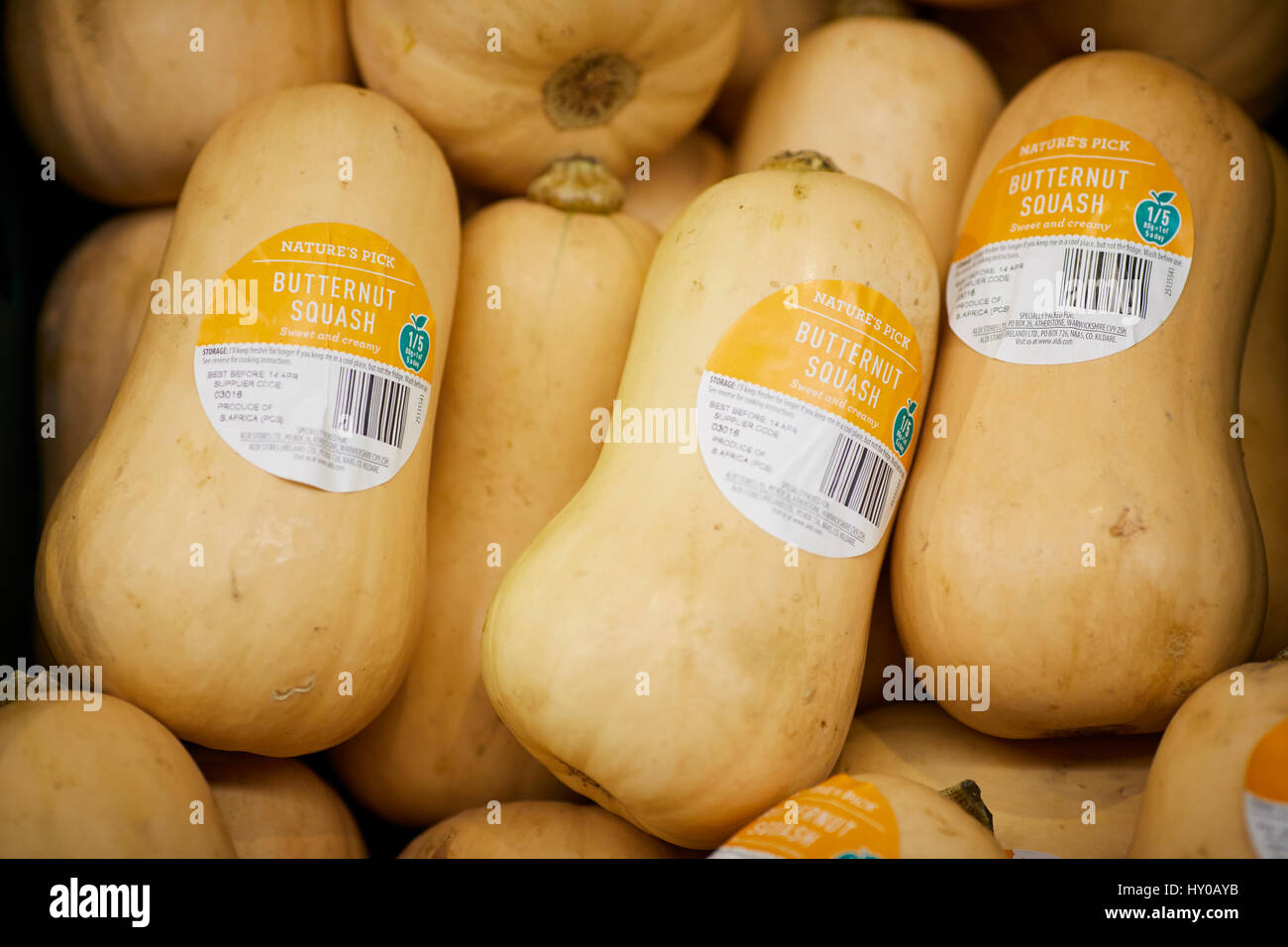 Grande Zucca sul display in negozio Foto Stock