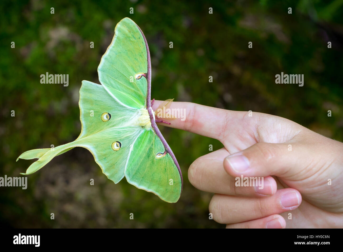 Luna Moth sul riposo sulla mano delle persone Foto Stock