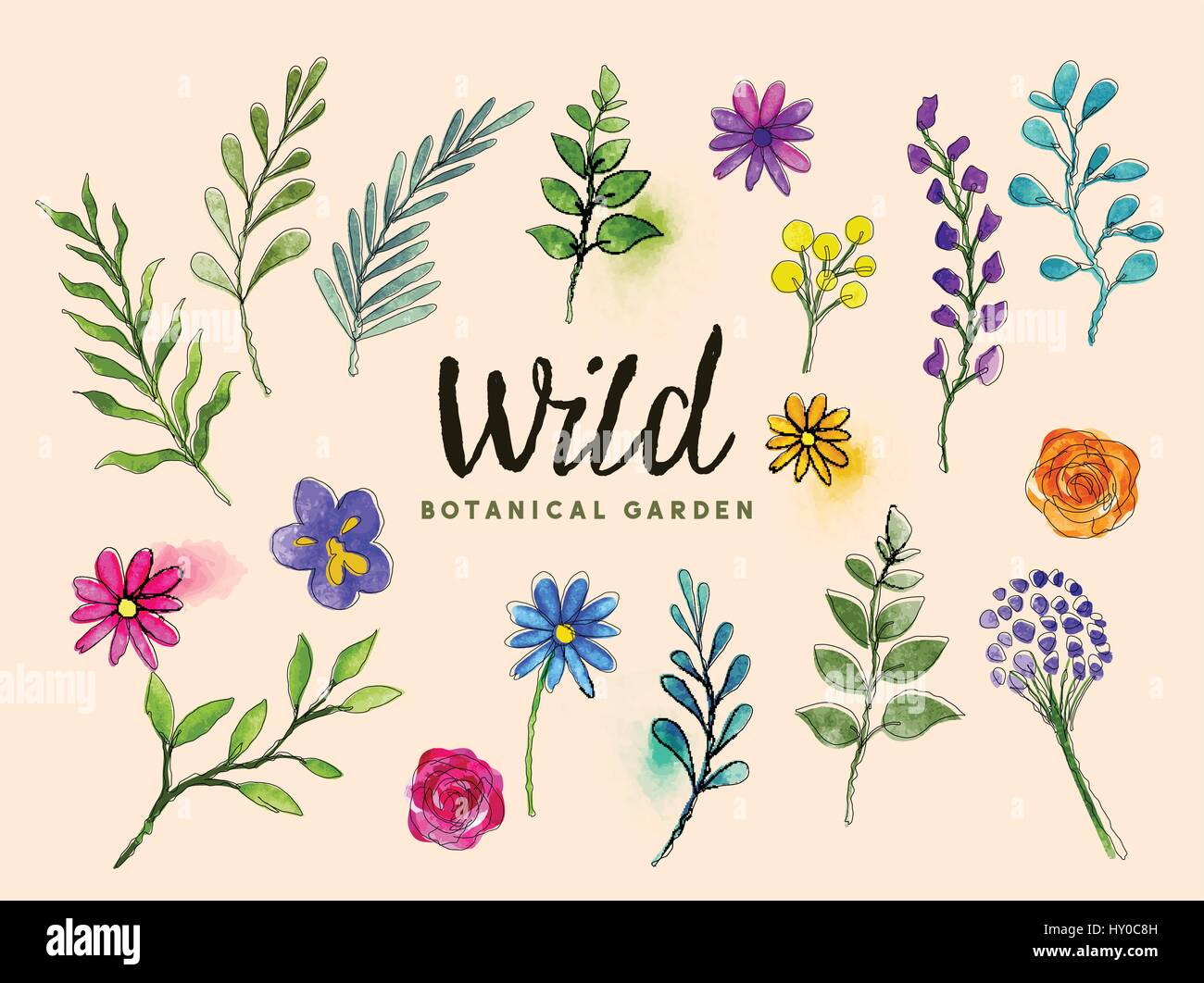 Isolato selvatico piante botaniche, fiori, foglie e arbusti in acquerello e inchiostro. Illustrazione Vettoriale Illustrazione Vettoriale
