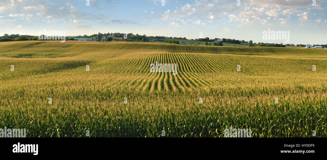 Un panorama di una matura midwestern cornfield nel tardo pomeriggio sun Foto Stock