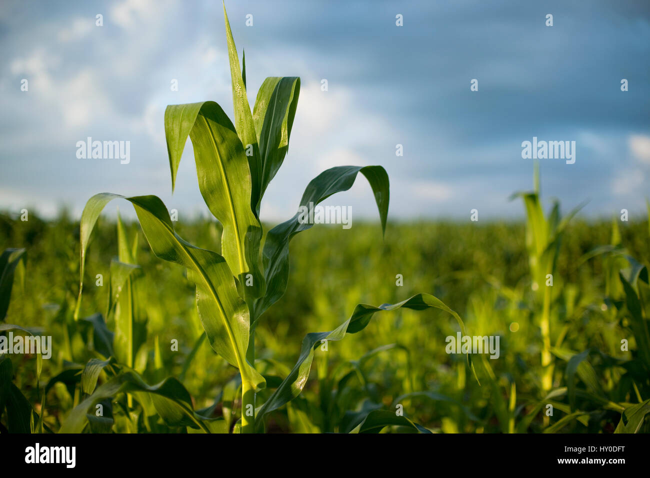Messa a fuoco selettiva vista di una giovane pianta di mais in inizio di mattina di sole Foto Stock
