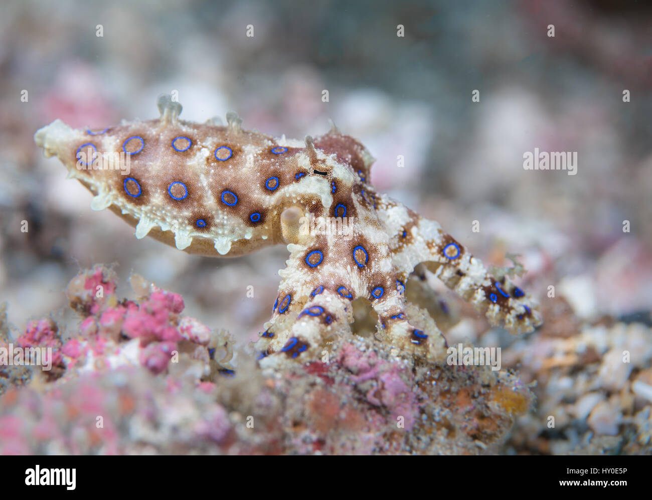 Blu-inanellati polpo (Hapalochlaena sp.) appoggiato sulla sabbia nel Lembeh strait / Sulawesi / Indonesia Foto Stock