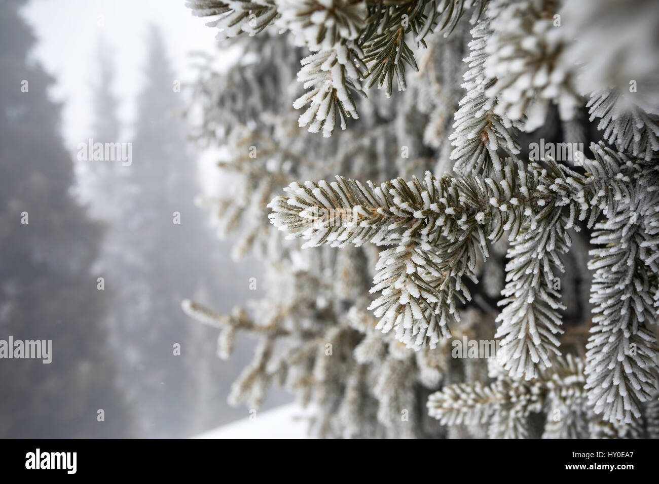 Paesaggio montano invernale di pino in la brina in corrispondenza nebbioso giorno Foto Stock
