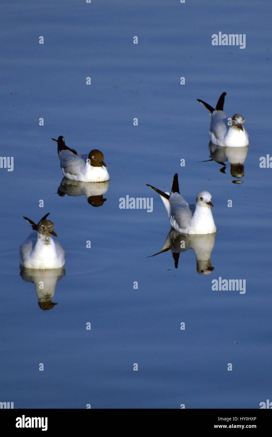 Seagull in ana sagar lago, ajmer, Rajasthan, India, Asia Foto Stock