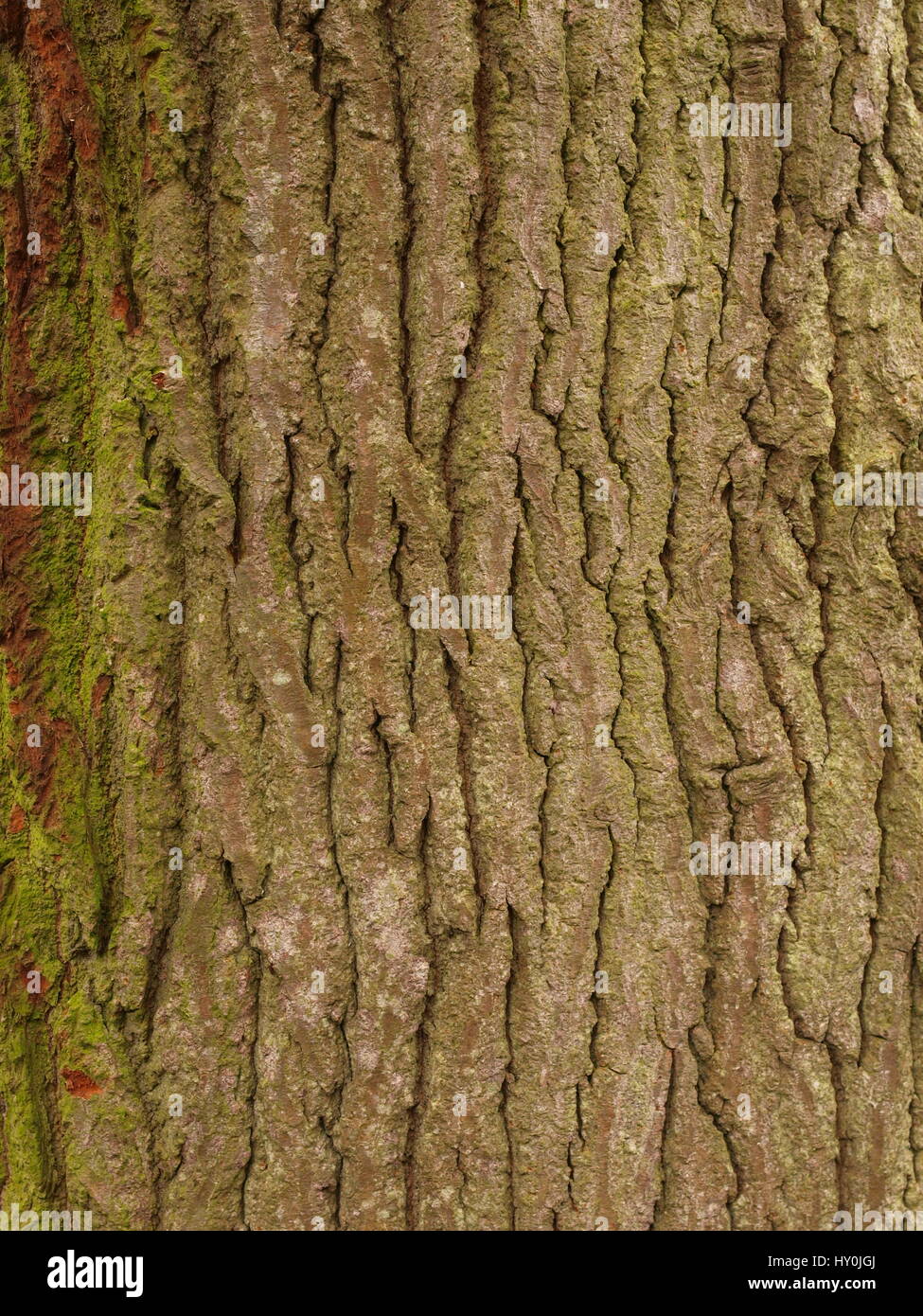 Oak di corteccia di albero secco Foto Stock
