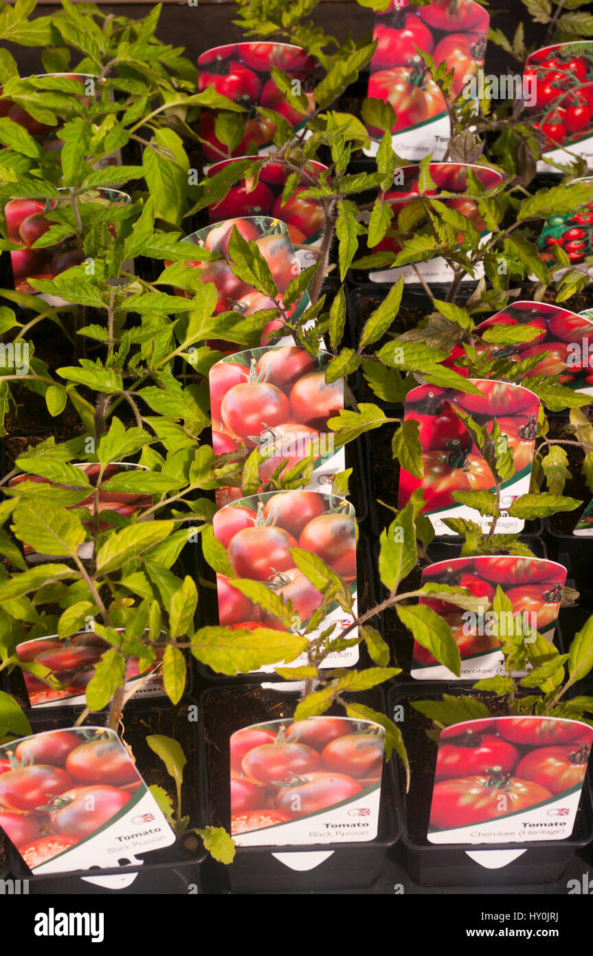 Piccole piante di pomodoro in vendita presso un Centro giardino Foto Stock