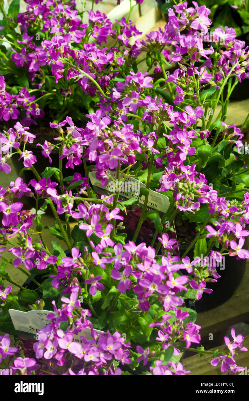 Viola Arabis ' primavera fascino ' noto anche come Rock crescione Foto Stock