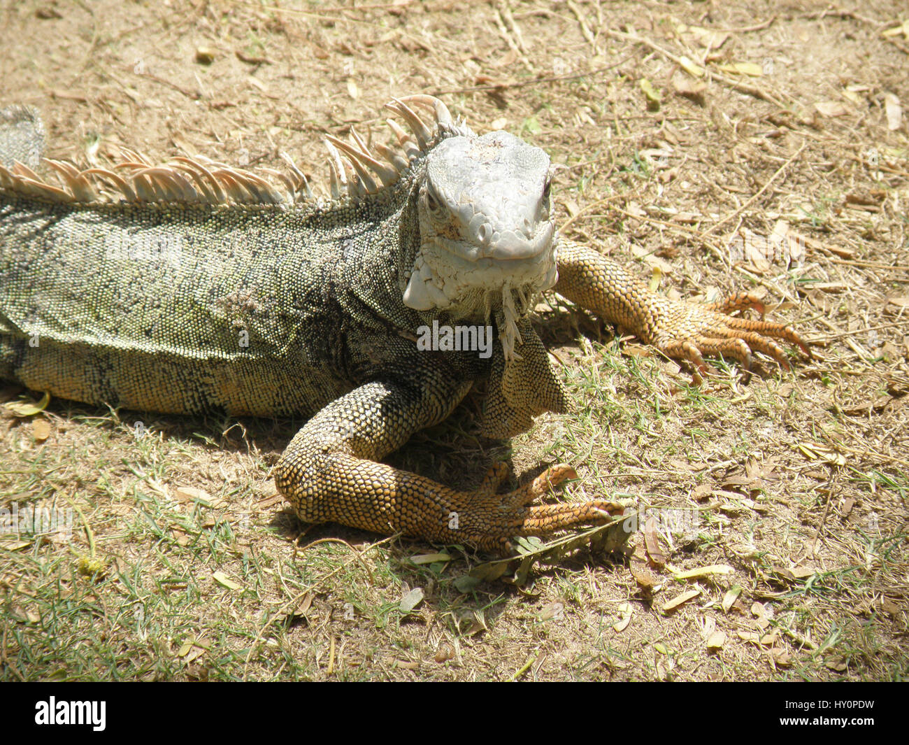 Davvero grande comune iguana con picchi di spinosa sul suo retro. Foto Stock