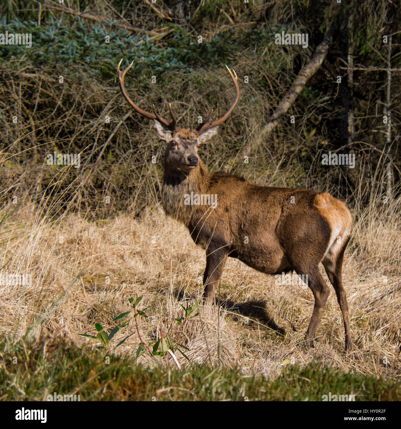 Red Deer Foto Stock