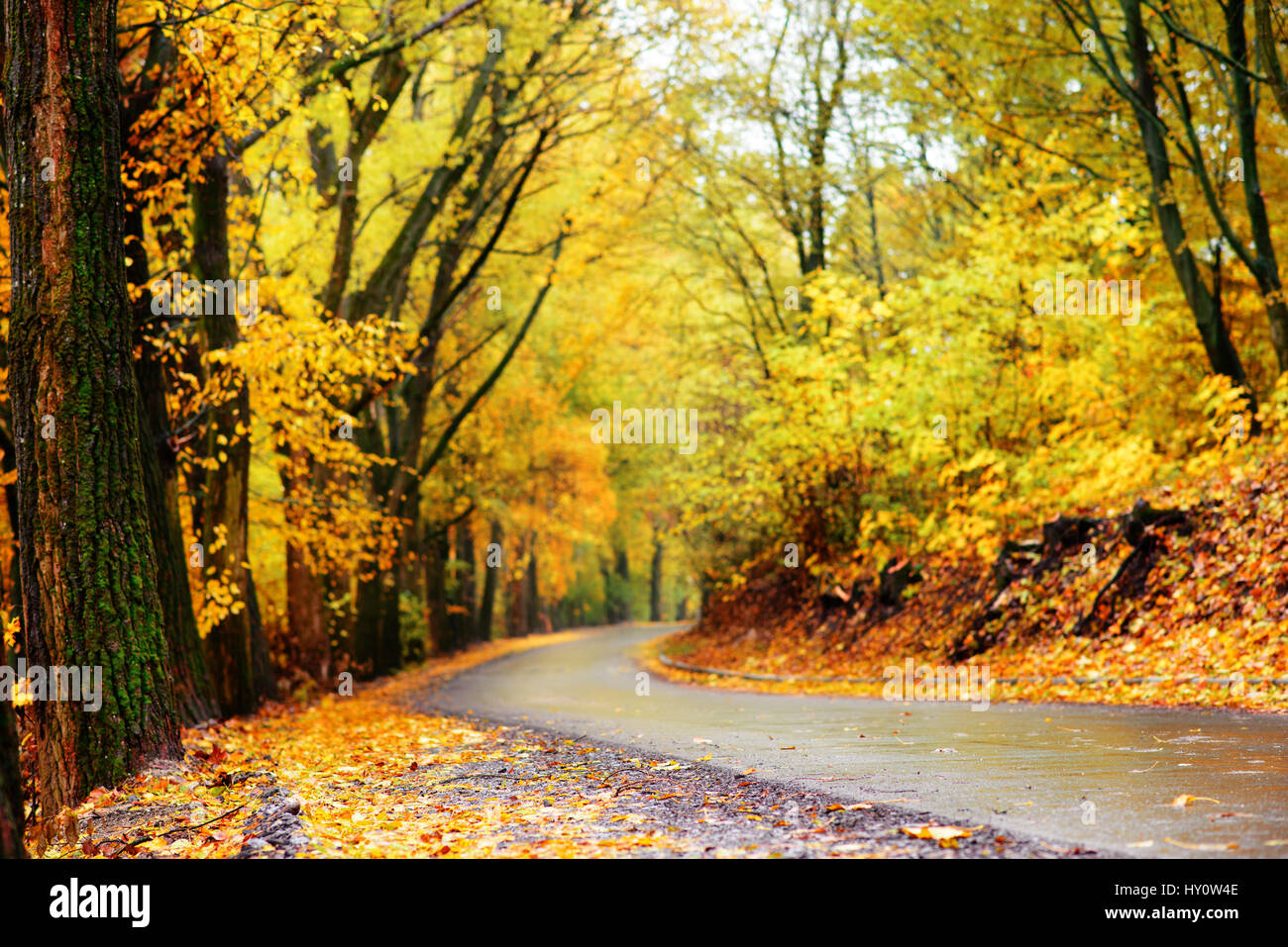 Colorato paesaggio autunnale nella foresta con la vecchia strada Foto Stock