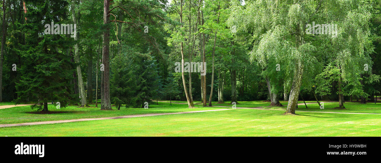Verde bosco in estate. Paesaggio panoramico della foresta verde. Gli alberi tagliati sul prato in una giornata di sole. Foto Stock