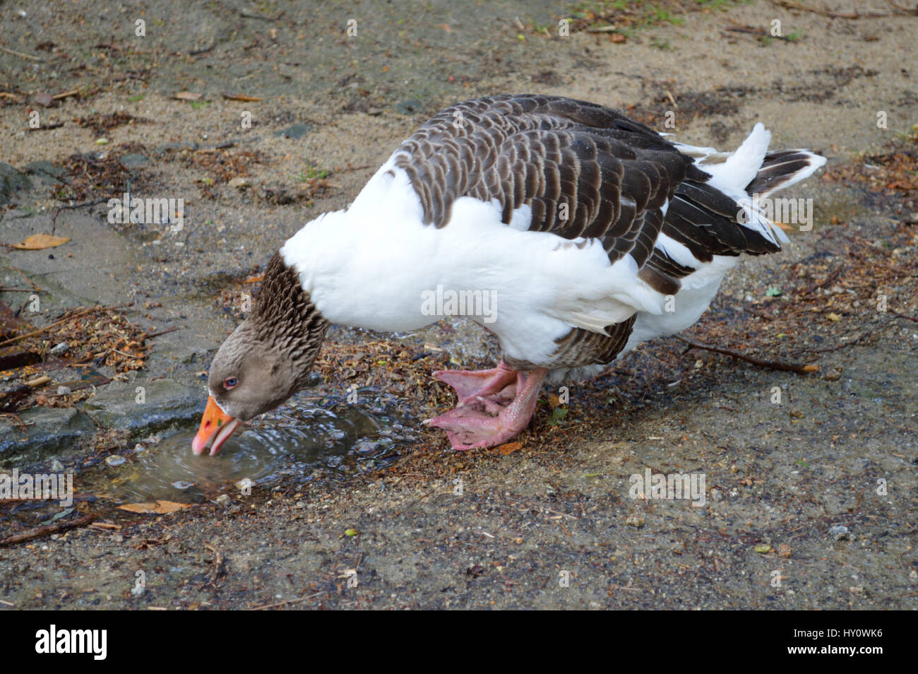 Graylag goose (Anser anser), noto anche come pellegrino d'oca, acqua potabile da Pozza Foto Stock