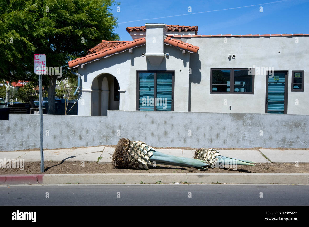 Palm tree radici in attesa di essere piantato per il paesaggio residenziale di Los Angeles in California Foto Stock