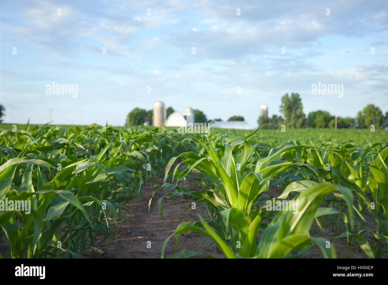 Il fuoco selettivo a basso angolo di visione di un cornfield e farm in una mattina di sole Foto Stock