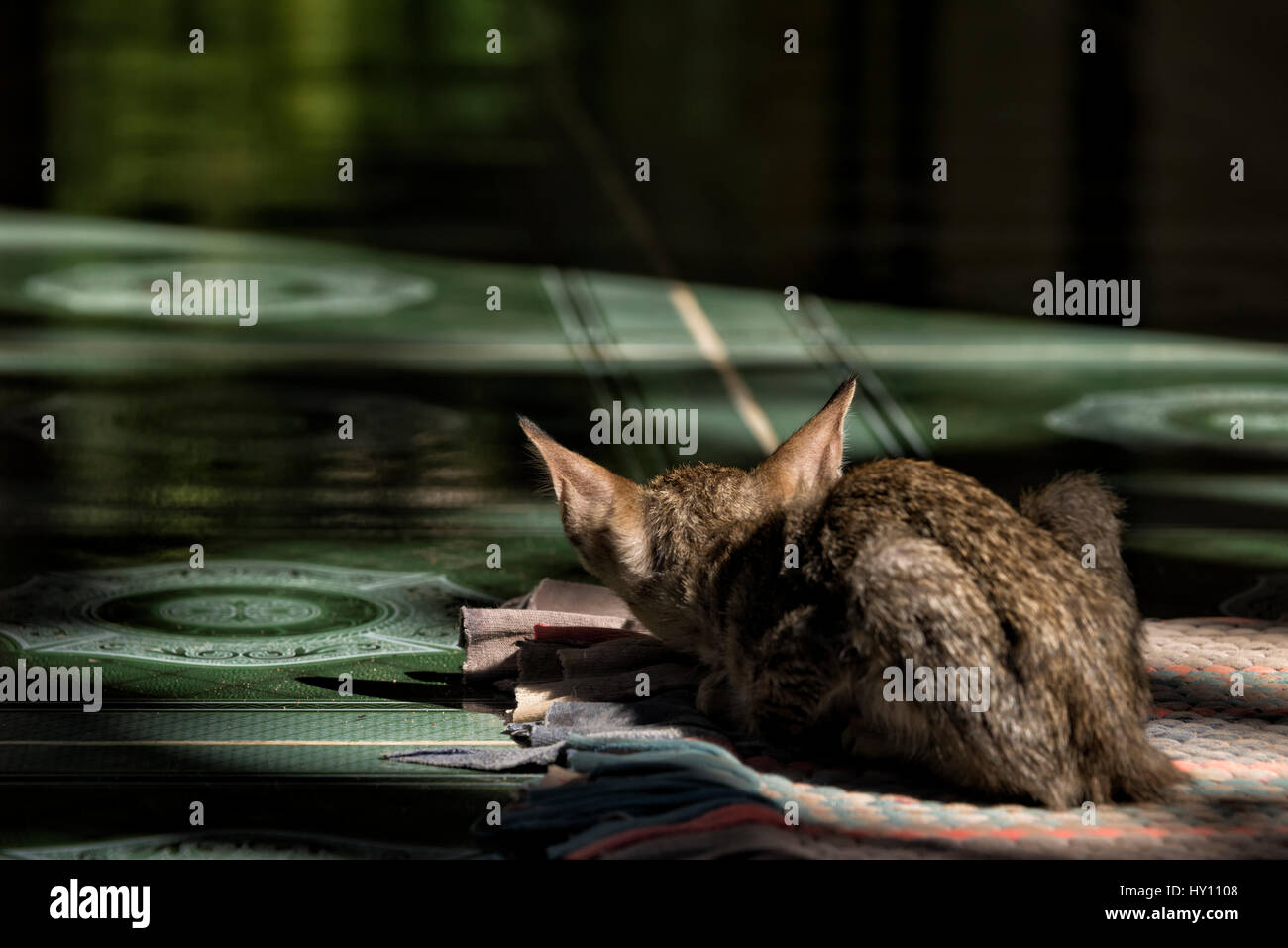 Vista posteriore di un gattino con grandi orecchie Foto Stock