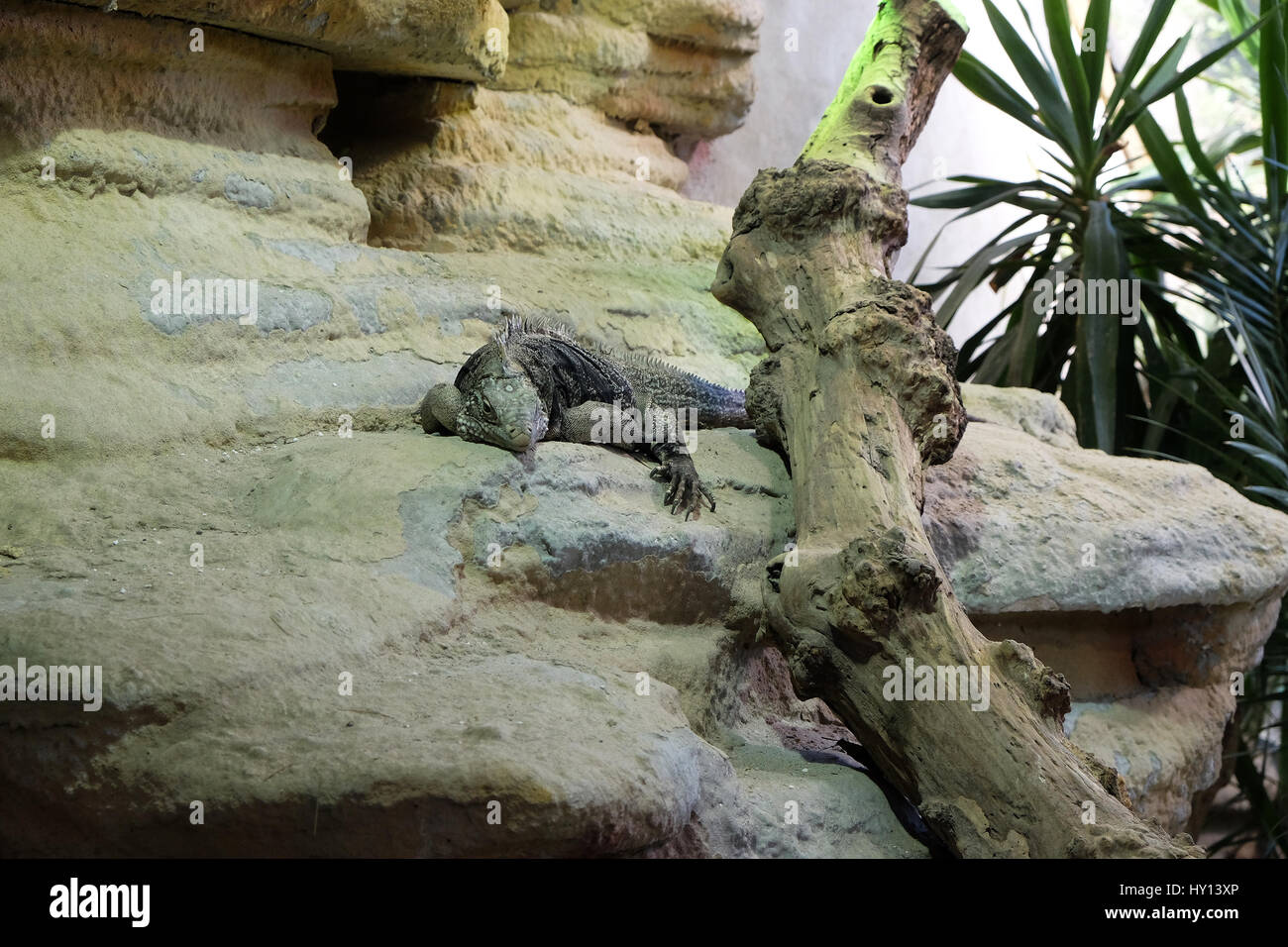 Rock cubano iguana (Cyclura nubila), noto anche come il suolo cubano iguana Foto Stock