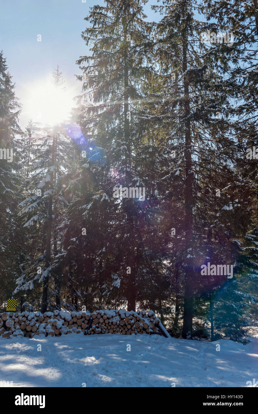 In legno di abete rosso stack nella valle Koscieliska vicino a Zakopane, Polonia Foto Stock