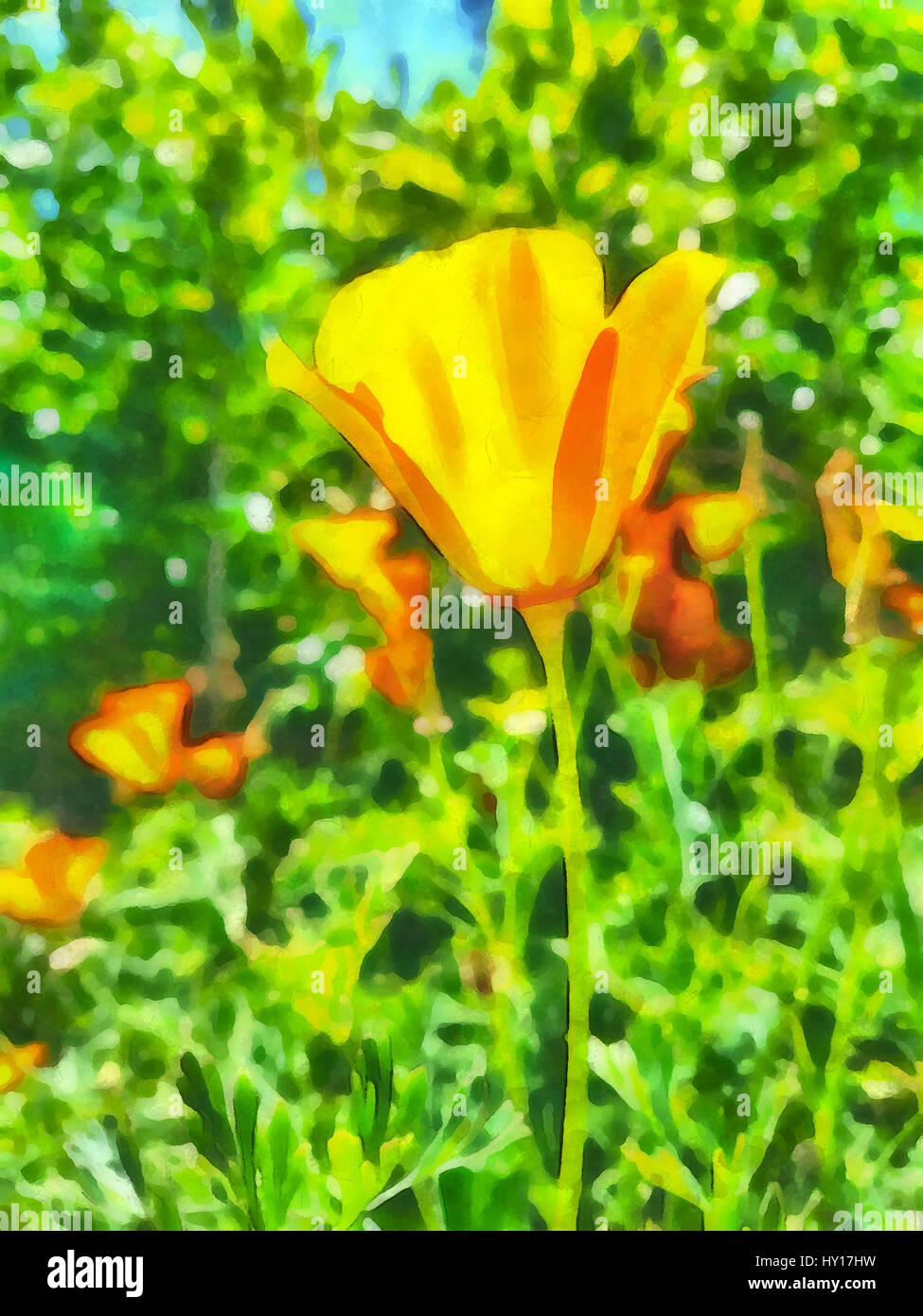 Digital pittura ad acquarello di California poppies in giardino. Foto Stock