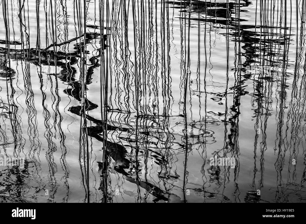 Ramo di albero e canne riflessa nell'acqua HDR in bianco e nero. Esposizioni multiple fuse per effetto di dare un sacco di linee di riflesso. Foto Stock